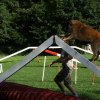 agility 2011-08